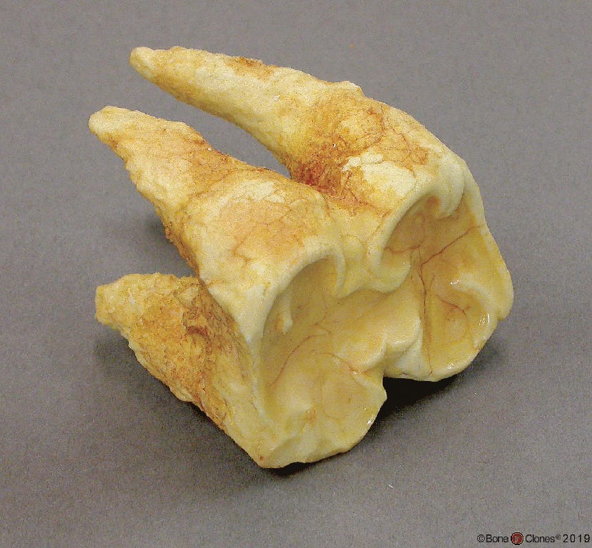 BoneClones® Replica Teeth