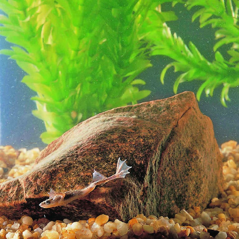 Ward's® Dwarf African Frog (Hymenochirus sp)