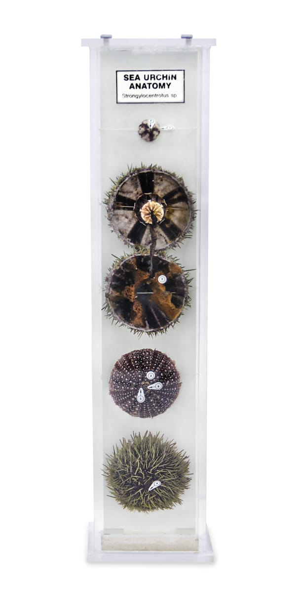 Ward's® Sea Urchin Anatomy Museum Mount