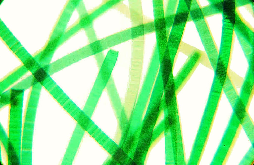 Oscillatoria Slide
