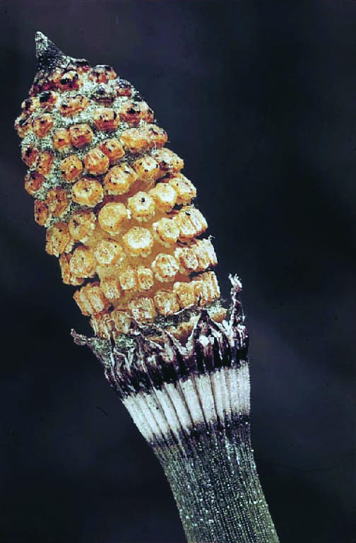 Equisetum