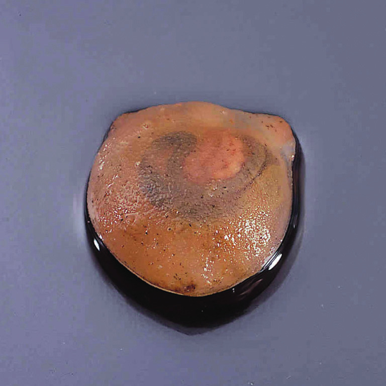 Preserved Ciona