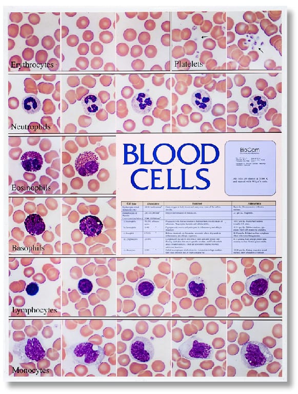 Biocam Mircohistology Charts