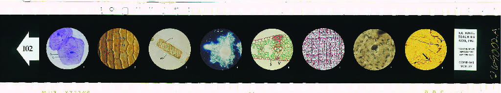Cells of Plants and Animals Microslide