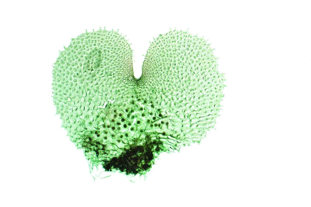 Ward's® Fern Life Cycle Slides