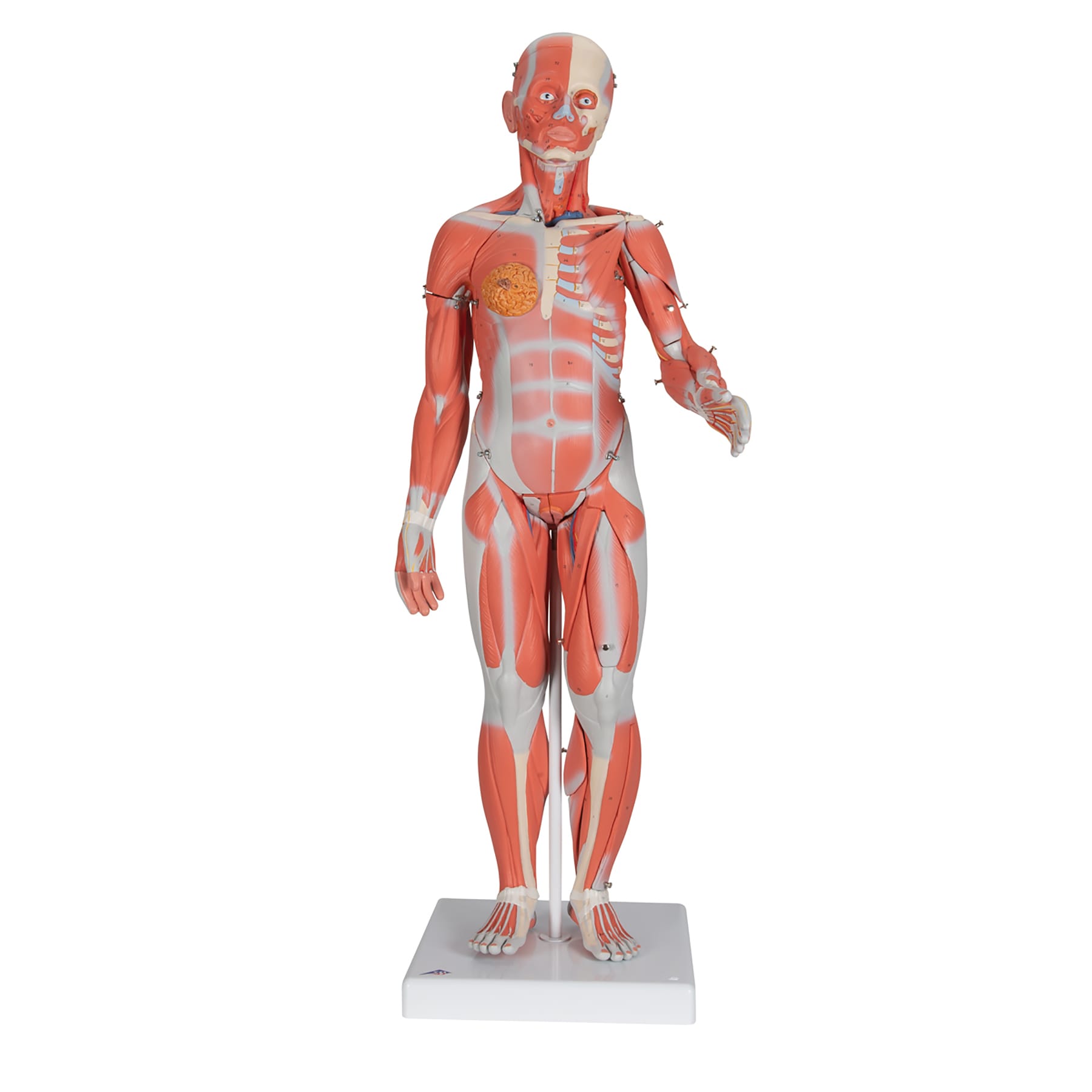 3B Scientific® ¹/₂ Size Muscular Figures