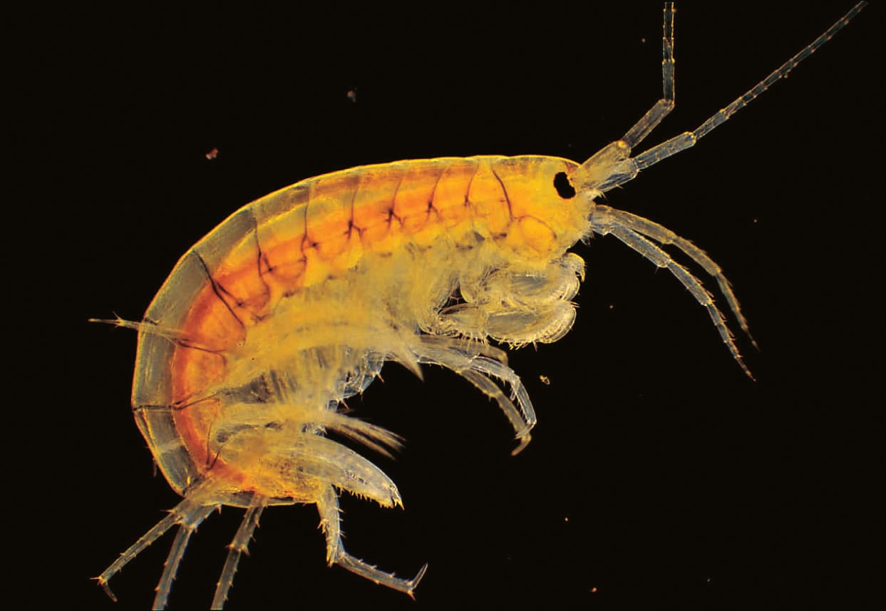 Ward's® Live Amphipods: Pack of 30