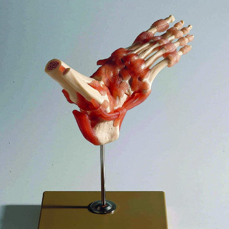 Somso® Functional  Joints