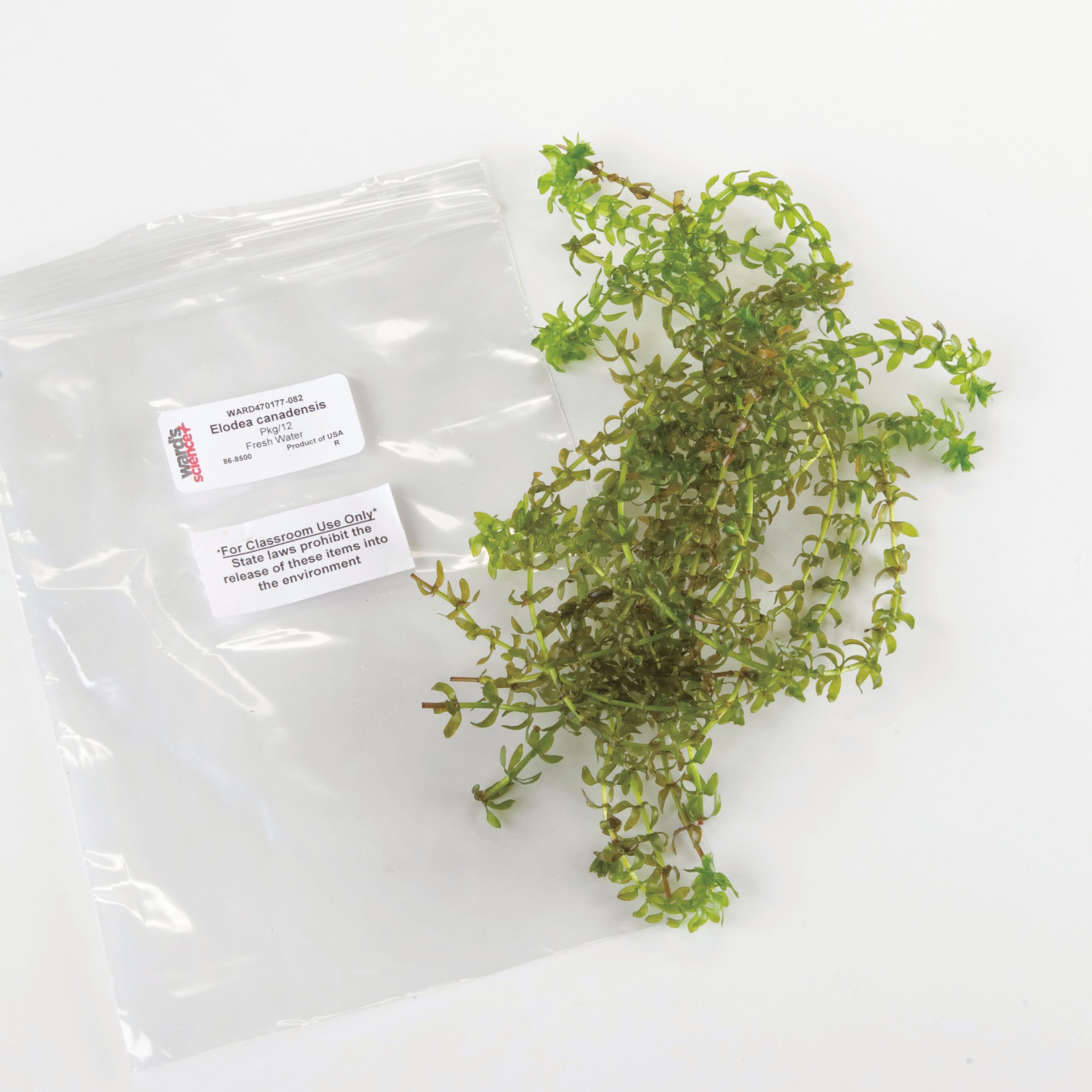 Ward's® Live Elodea Canadensis Sprigs