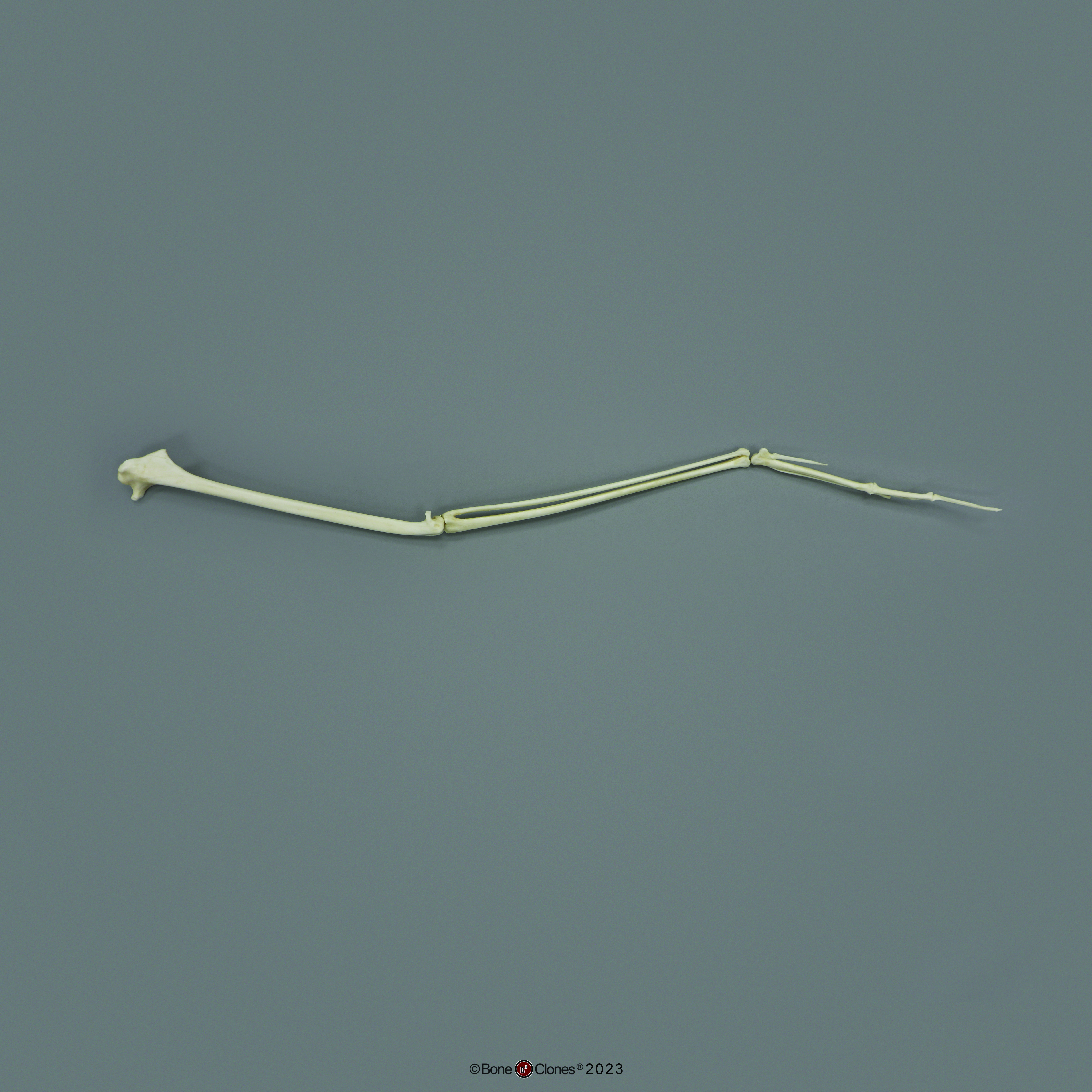 BoneClones® Limbs for Anatomical Comparison