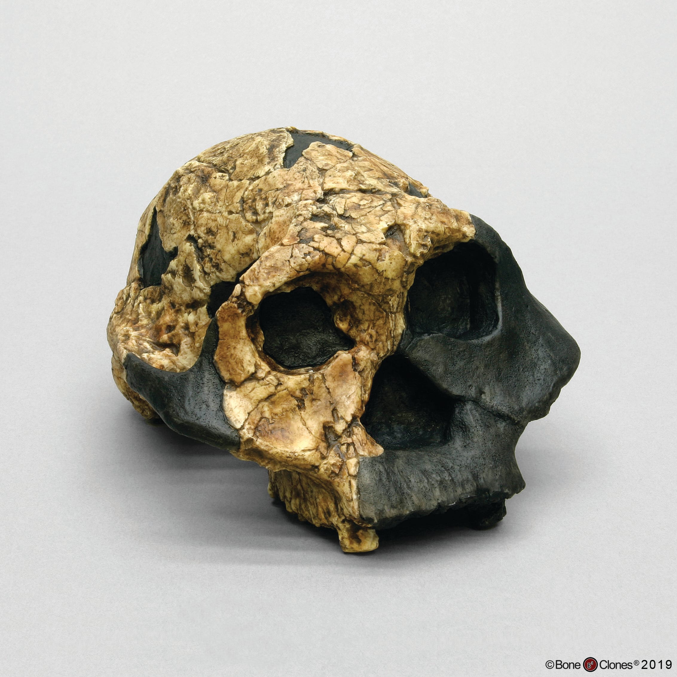 Bone Clones® Australopithecus boisei Cranium, Female KNM ER 732
