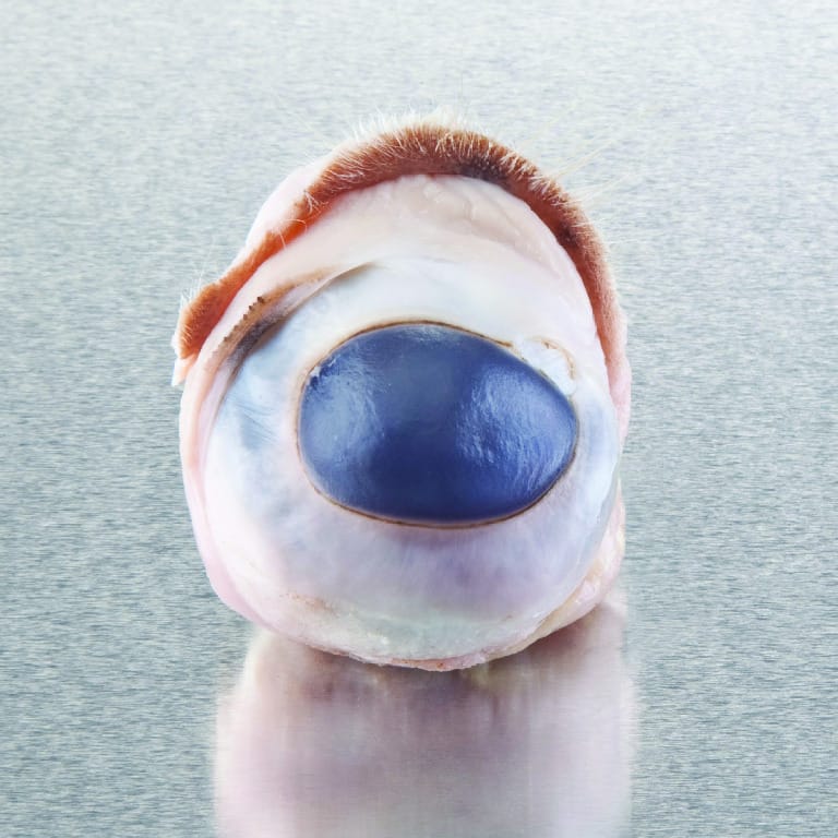 Ward's® Pure Preserved™ Sheep Eyes