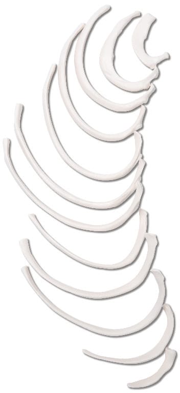 3B Scientific® Individual Bones