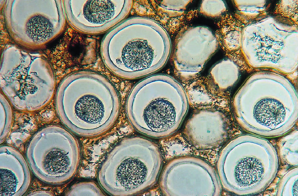 Centrioles Slide