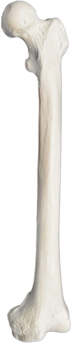 Eisco® Individual Bones