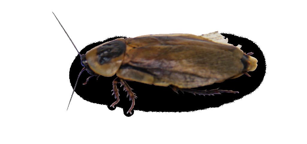 Ward's® Live Cave Roaches
