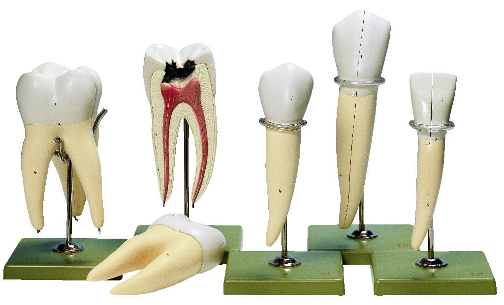 Somso® Teeth Model Set