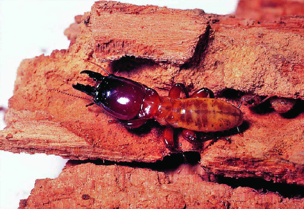 Ward's® Live Termite (<i>Zootermopsis sp.</i>)