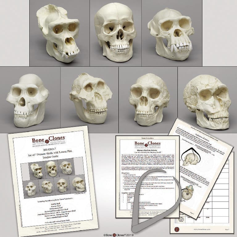 BoneClones® Primate Skulls with Lesson Plan