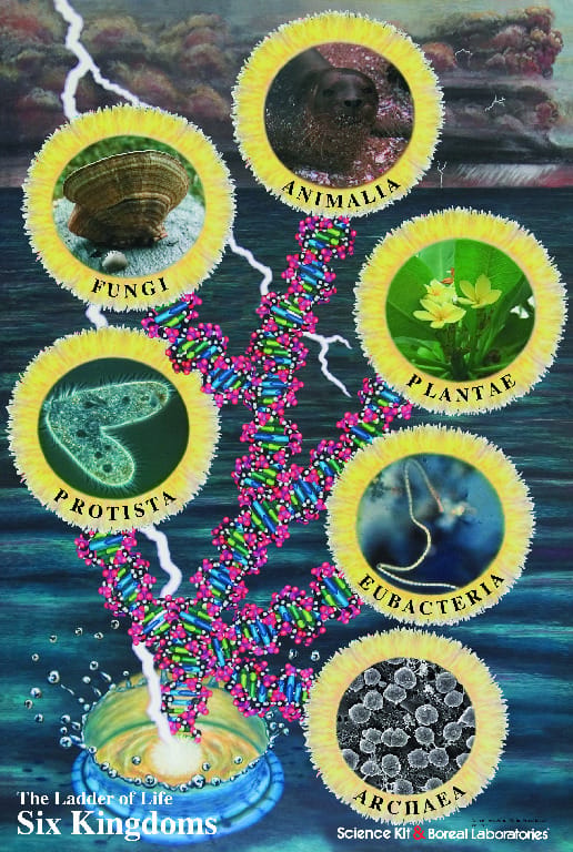 Ladder of Life: Five Kingdoms Poster