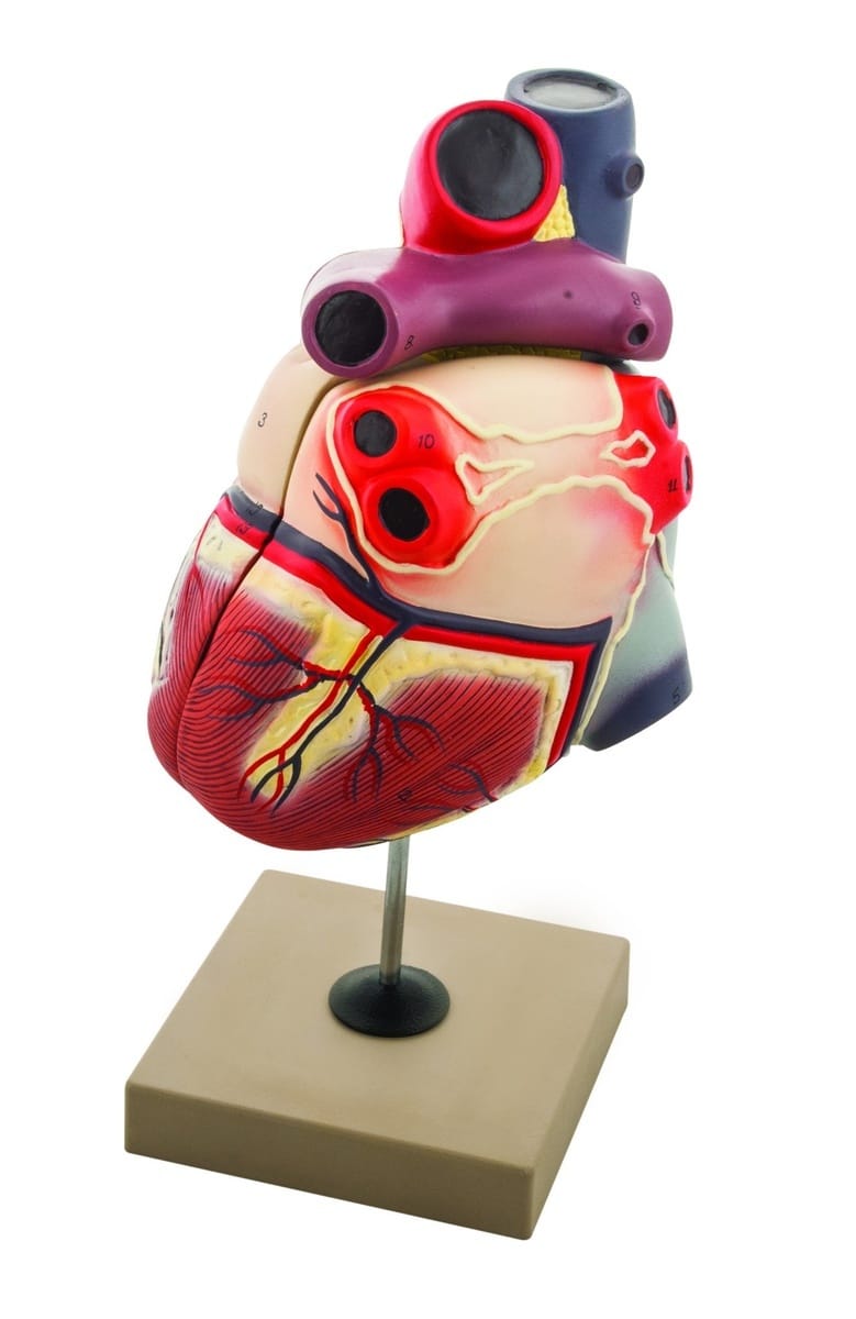Eisco® Enlarged Human Heart Model, 2 Parts