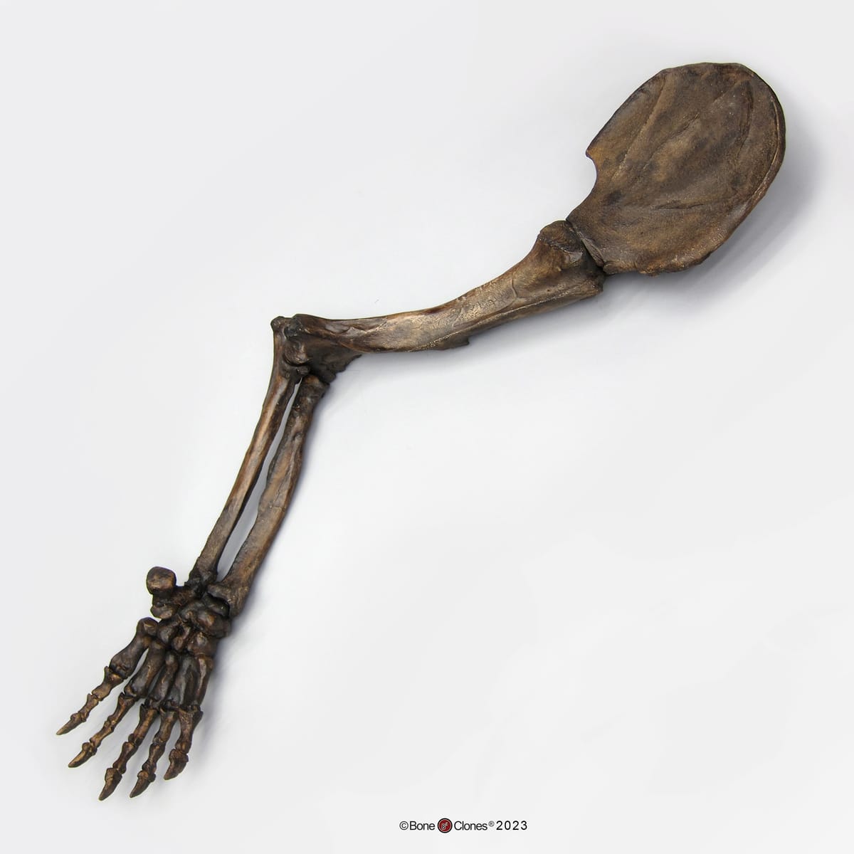 BoneClones® Limbs for Anatomical Comparison