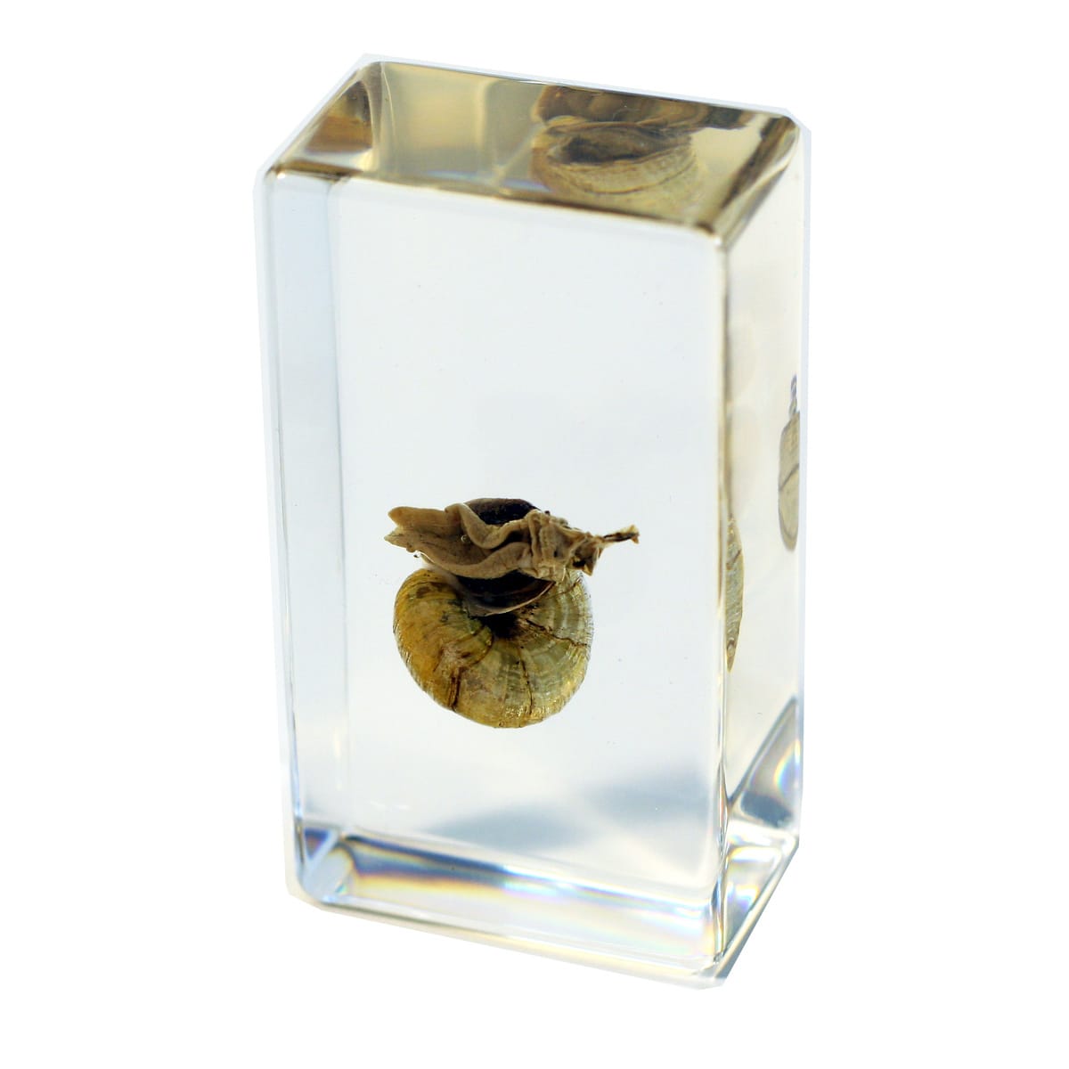 Snail Plastomount