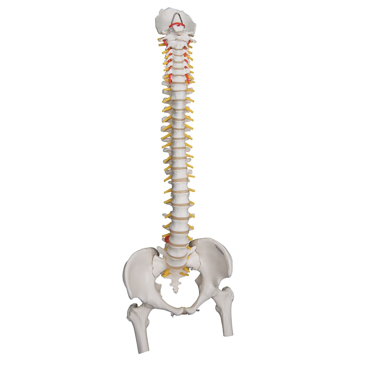 3B Scientific® Lifetime Flexible Spine