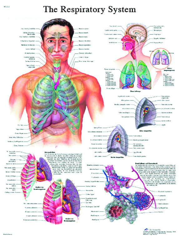 3B Scientific® Respiratory Chart
