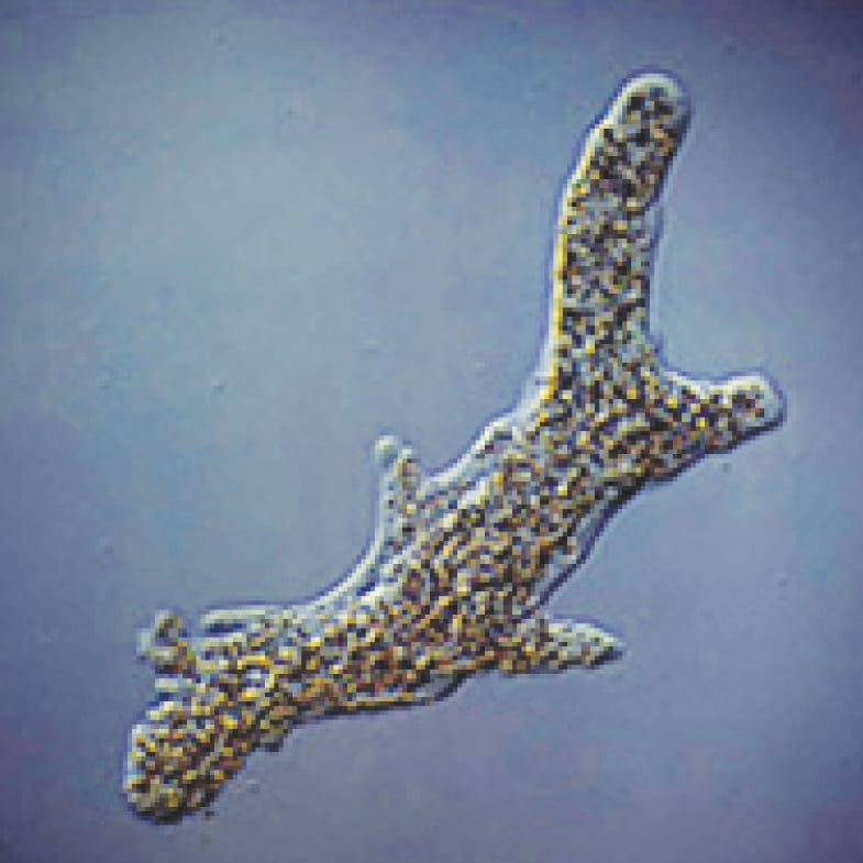 Ward's® Live Amoeba: 30 Student Culture