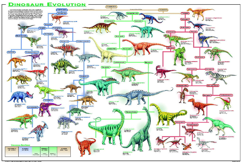 Dinosaur Evolution Poster