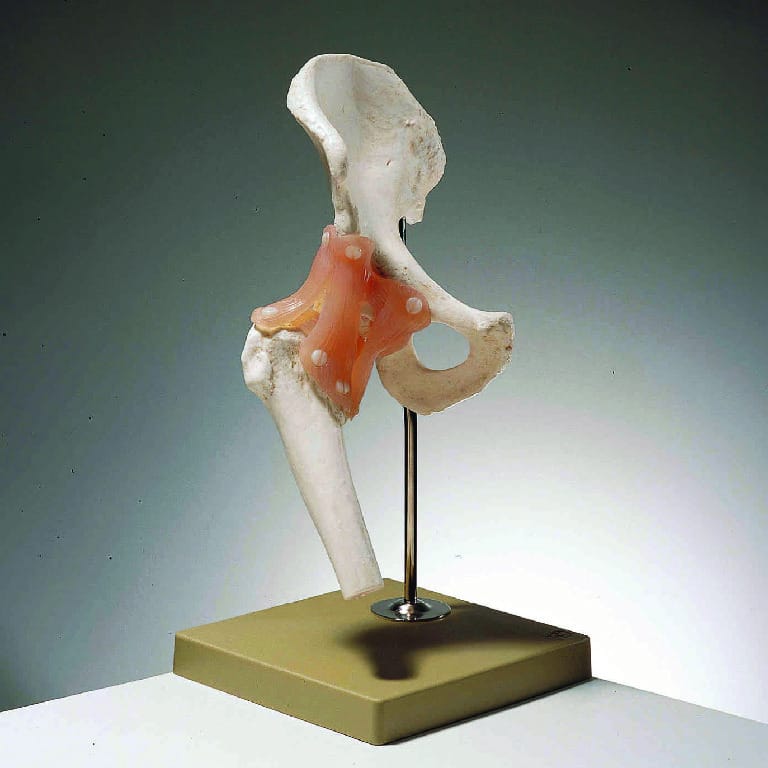 Somso® Functional  Joints