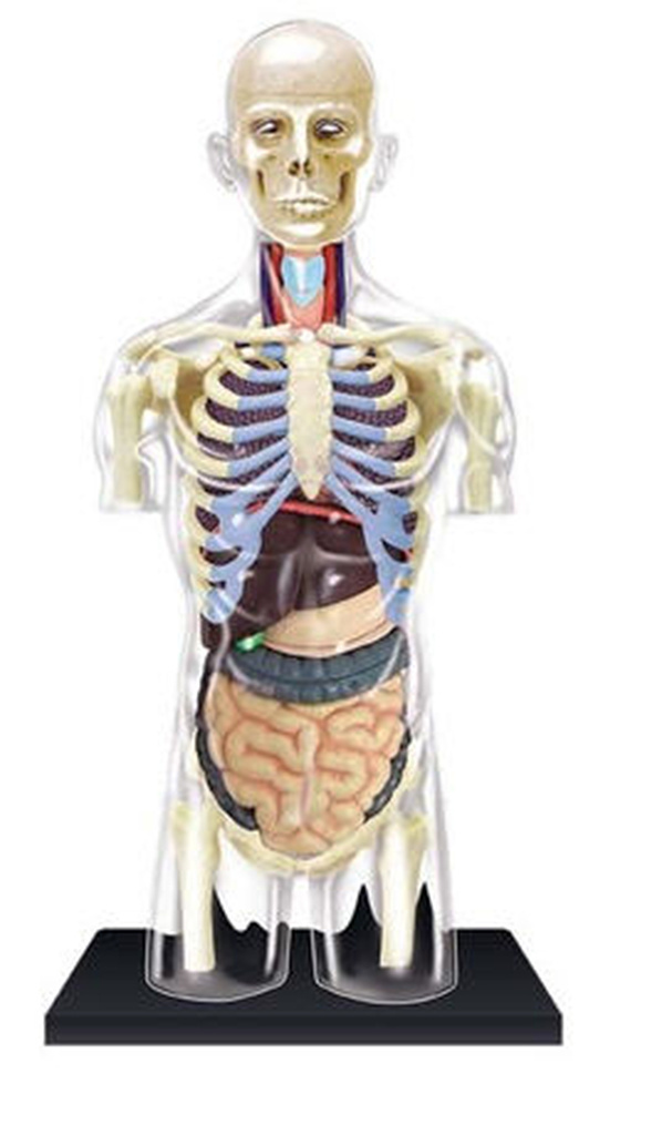 4D Anatomy Models