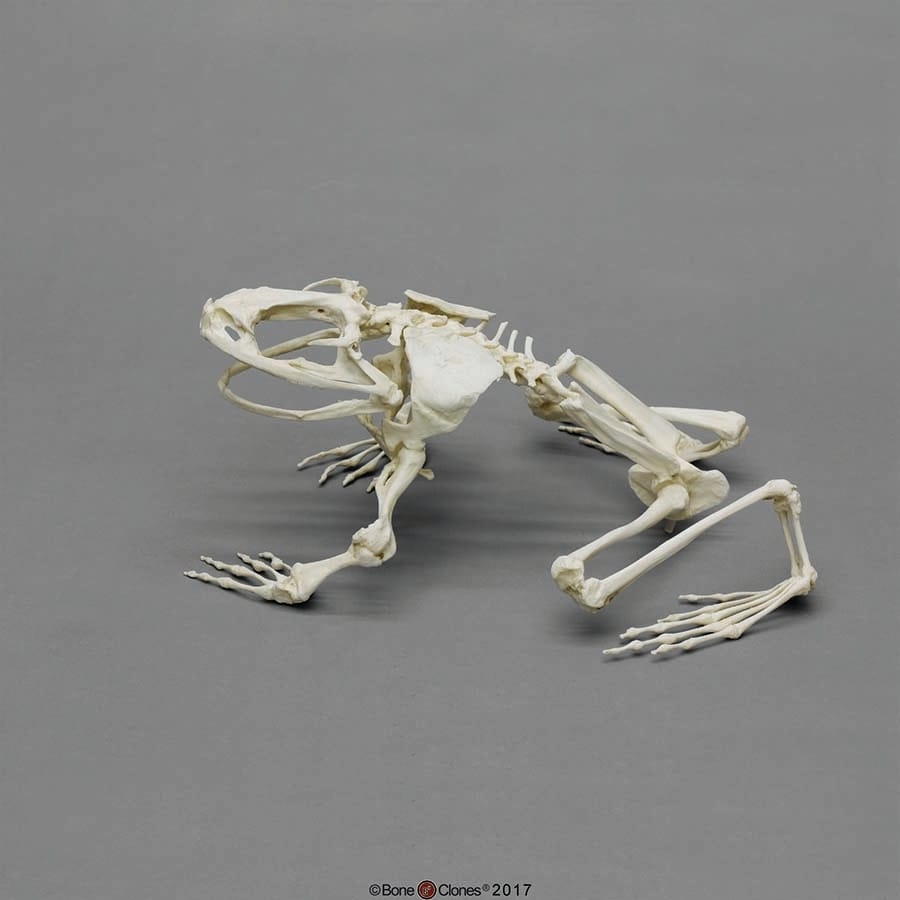 BoneClones® Goliath Frog Skeleton