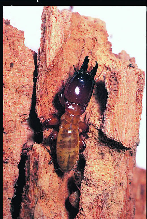 Ward's® Live Termite Flagellates (Trychonympha and Pyrsonympha)