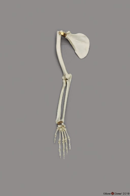 BoneClones® Limbs for Anatomical Comparison