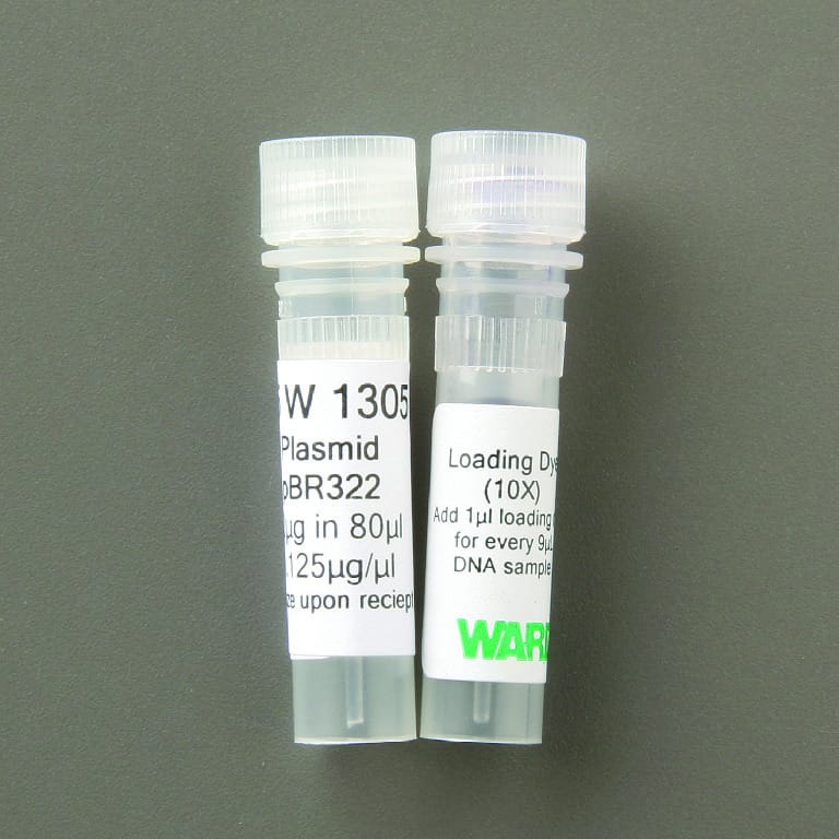 Ward's® Plasmid DNA for Transformations