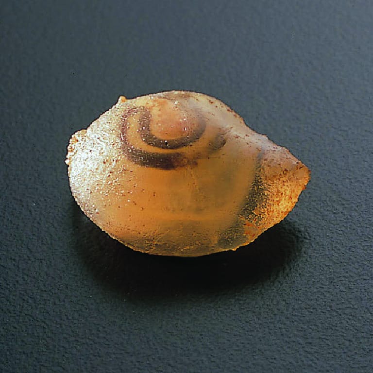 Sea Squirt