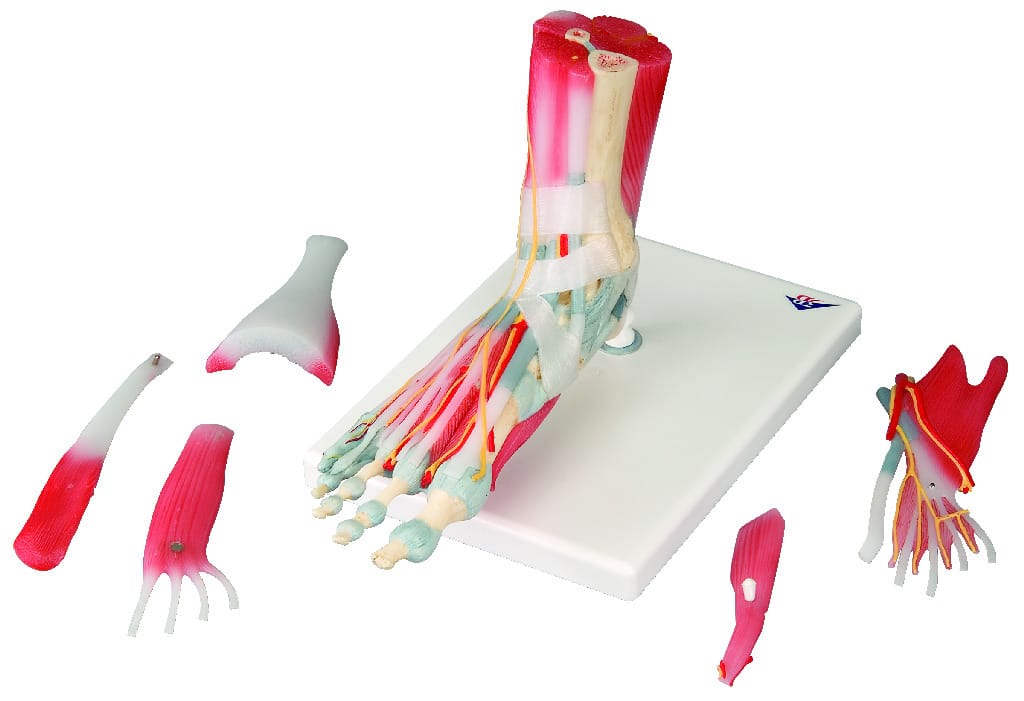 3B Scientific® Foot Skeleton With Ligaments And Muscles