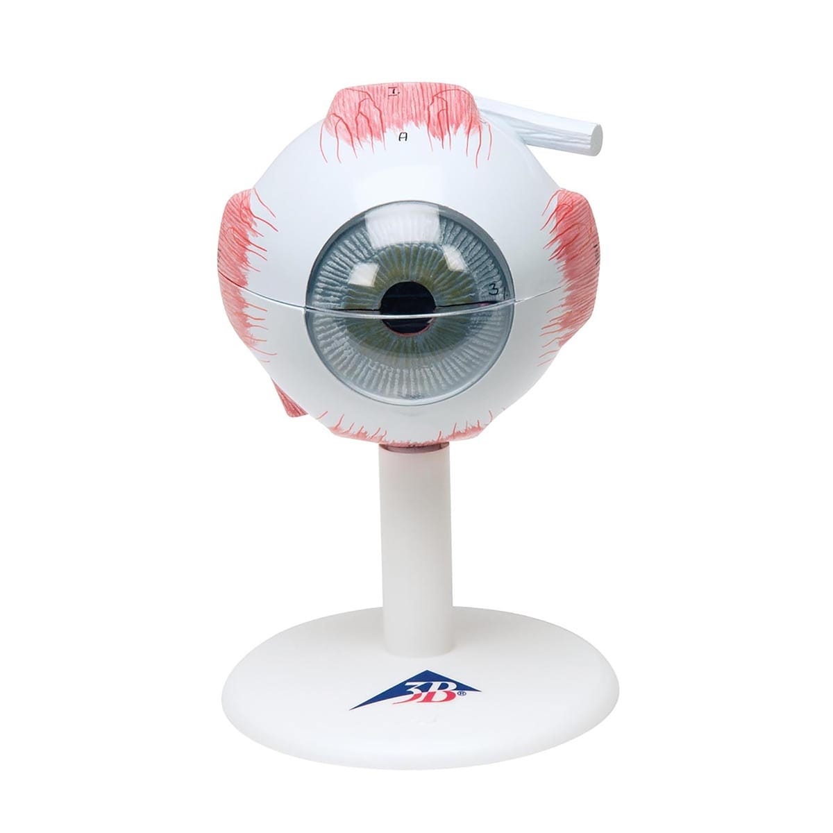 3B Scientific® Eye Model
