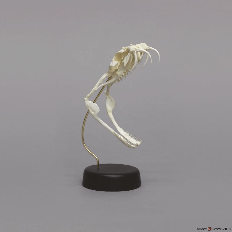 BoneClones® Animal Skulls, Reptilian