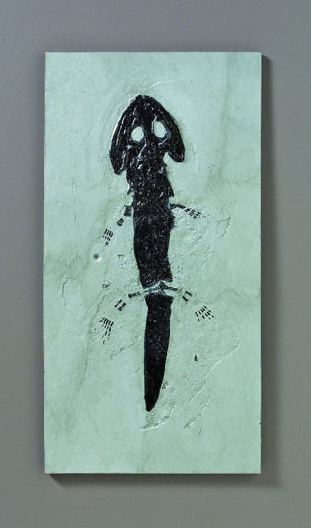Sclerocephalus hauseri (Permian)