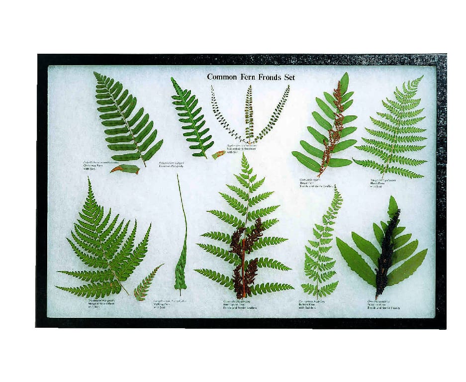 Common Fern Fronds Riker Mount