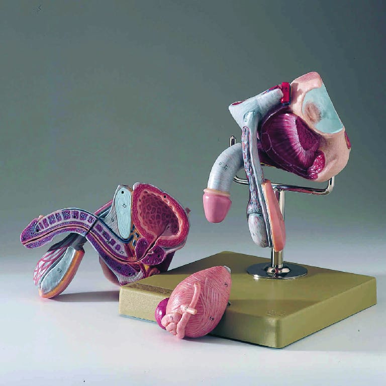 Somso® Male Genital Organs Model