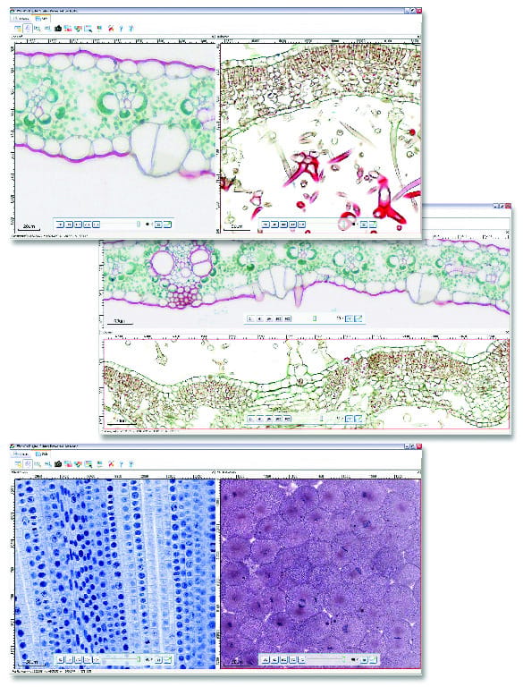 Ward's® Digital Slides: Advanced Placement Biology Set