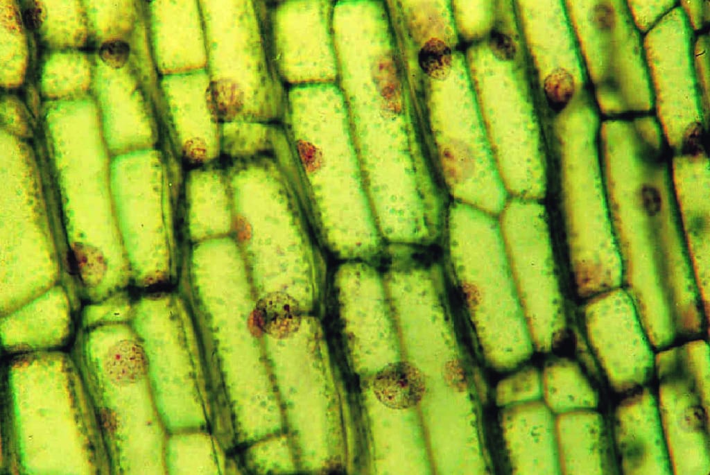 Chloroplasts