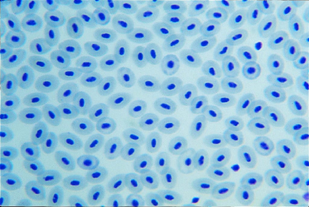 Fish Blood Slide
