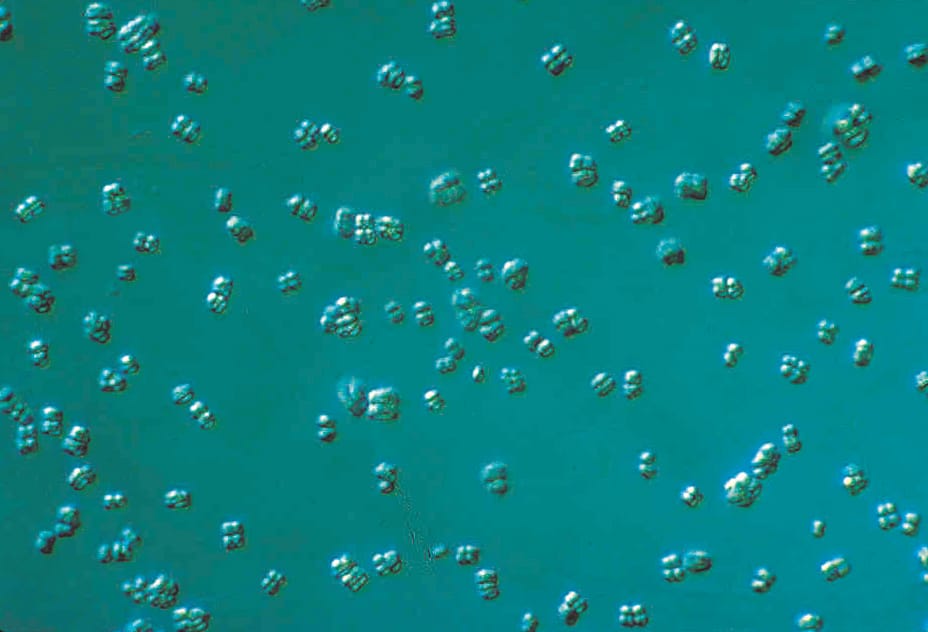 Ward's® Live Kocuria rhizophila (Micrococcus luteus) Culture