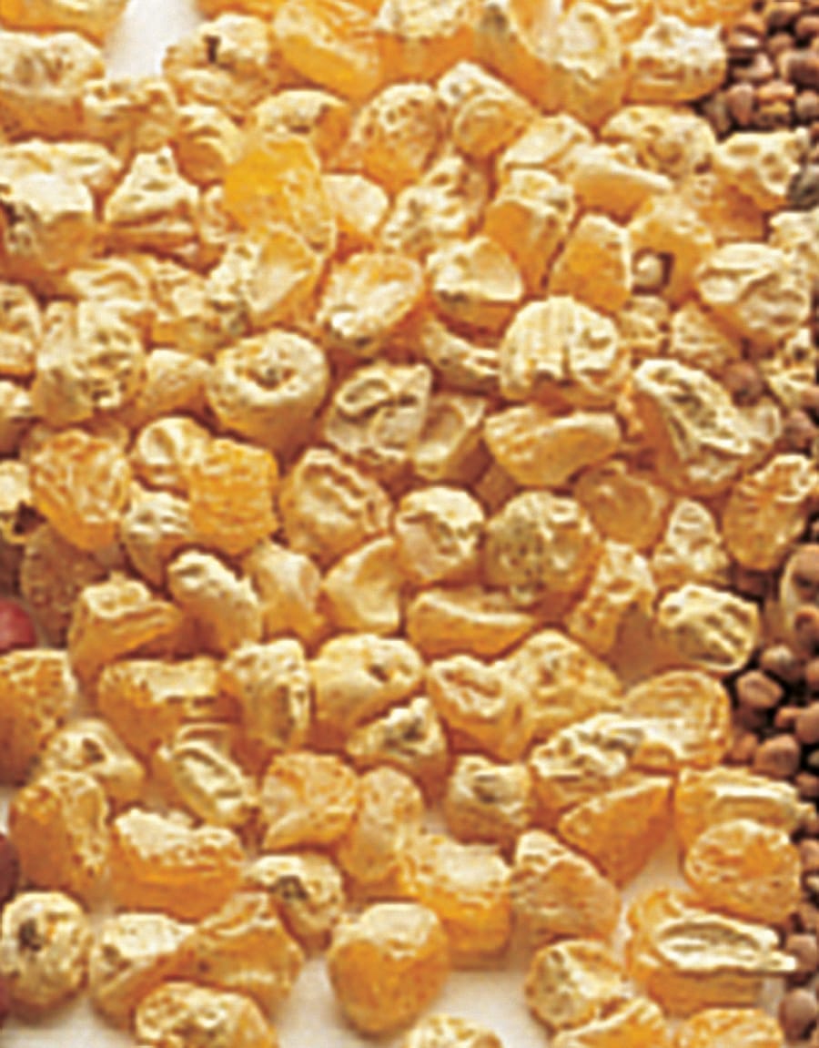 Viable Corn Seeds
