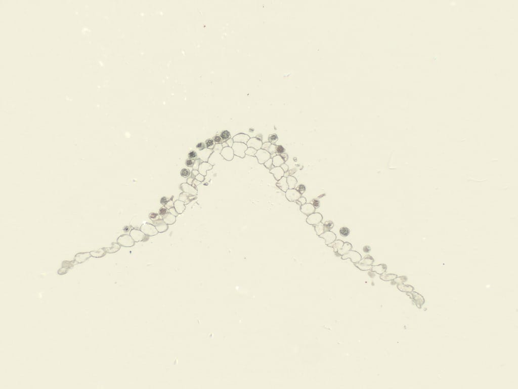Ward's® Fern Life Cycle Slides